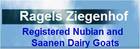 registered Nubian and Saanen Dairy Goats - Ragels Ziegenhof Artisan Goat Cheese - New Braunfels, TX