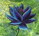 tat - Black Lotus Designs - Minot, ND