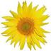 Normal_sunflower