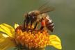 wasp removal - Bee Removal Specialists - Aztec, New Mexico