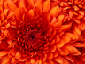 Funeral Home - Dick Miller Florist & Greenhouses - Tonawanda, New York