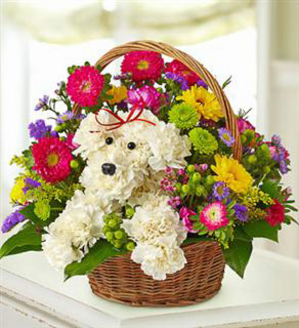 http://www.relylocal.com/uploads/2.0/pictures/243/4/43362/35250/normal_optimized_photo_from_site_a-dog-able_in_a_basket.jpg