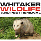W140_whitaker-wildlife-removal-s