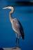 Shrubbery - Blue Heron Landscape Design - North Mankato, MN