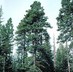 Washington Grounds Maintenance, Tree Specialists - Federal Way, WA