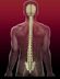 Normal_chiropractic_arts_spine