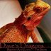 exotic pets - Dave's Dragons - Manchester, NH