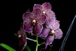 orchids - Orchid Alley Kauai - Kapaa, HI
