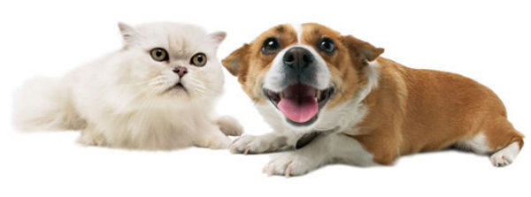 natural dog and cat food, raw and freeze dried dog and cat food