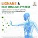 Thumb_fountain_of_life_lignans_immune_system