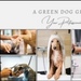 Thumb_a_green_dog_grooming