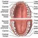 Thumb_tooth_anatomy